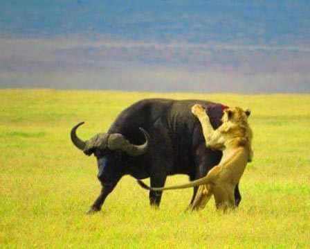 baffalo and lion