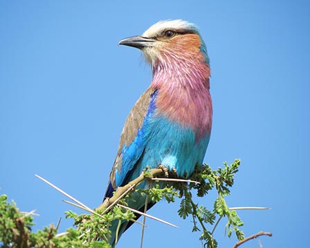 colourful bird