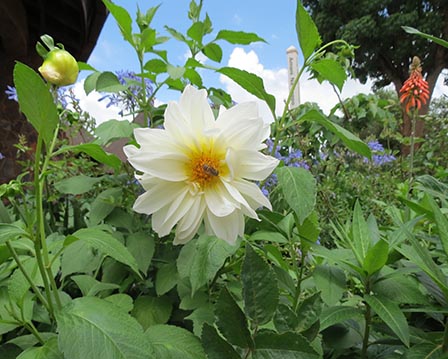 flowers