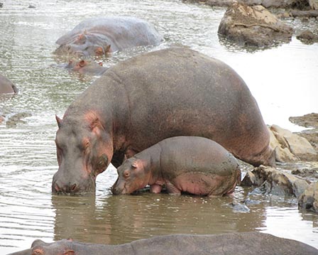 hippo with baby