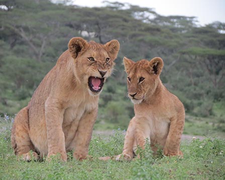 lion cups