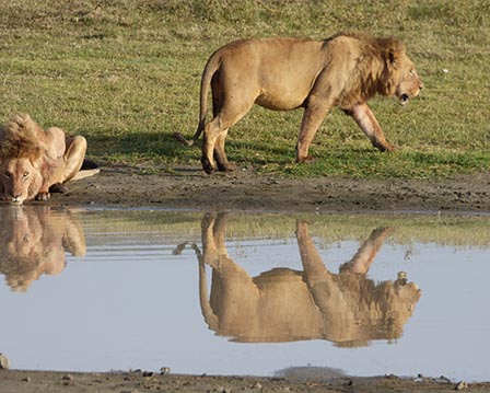 lion reflection in the water